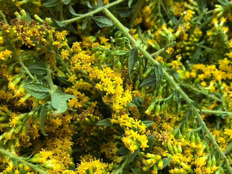 BREATHE EASY ELIXIR Mullein Elderflower Goldenrod Hyssop Etsy