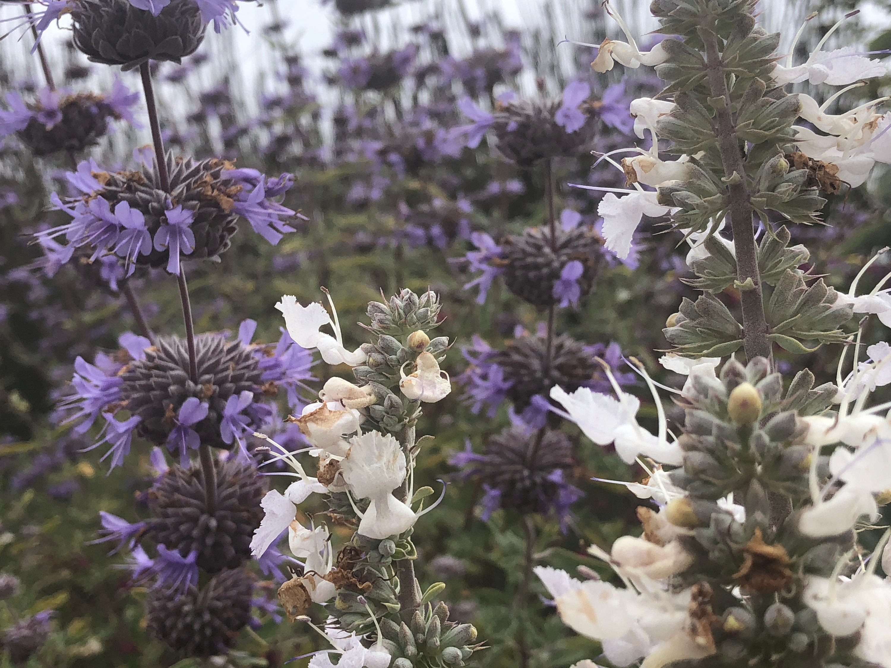 WANDERING SAGE Black Sage White Sage Hummingbird Sage Etsy