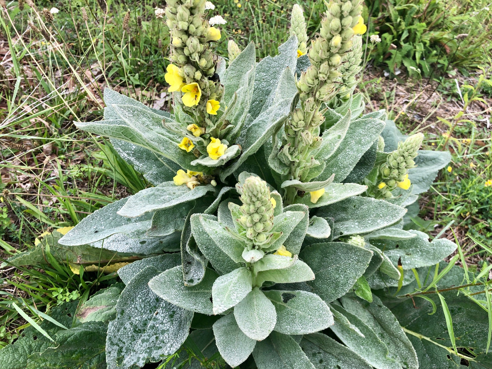 BREATHE EASY ELIXIR Mullein Elderflower Goldenrod Hyssop Etsy