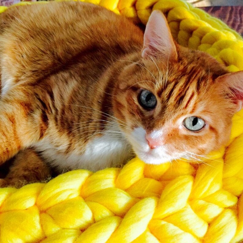 Cat Bed Chunky Cat Bed Personalized Cat Bed Personalized Etsy