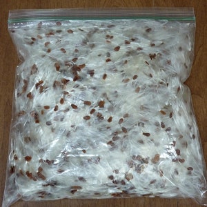 Milkweed Floss with seeds Flyers Fluff Asclepias syriaca organic natural biodegradable
