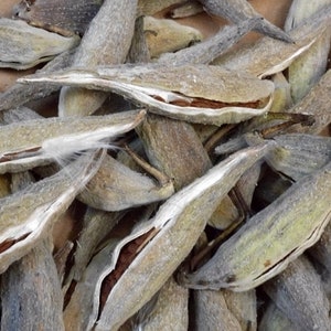 Milkweed Pods with seeds Asclepias syriaca dried seedpods wind checkers flyers