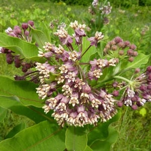 BULK MILKWEED SEED 1/4  - 1 pound Common milkweed seeds