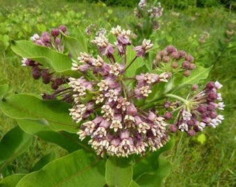 BULK MILKWEED SEED 1/4  - 1 pound Common milkweed seeds