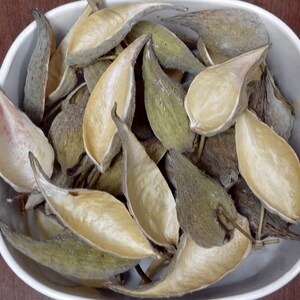 Milkweed Pods dried seedpods Common milkweed Asclepias syriaca crafts wreaths ornaments