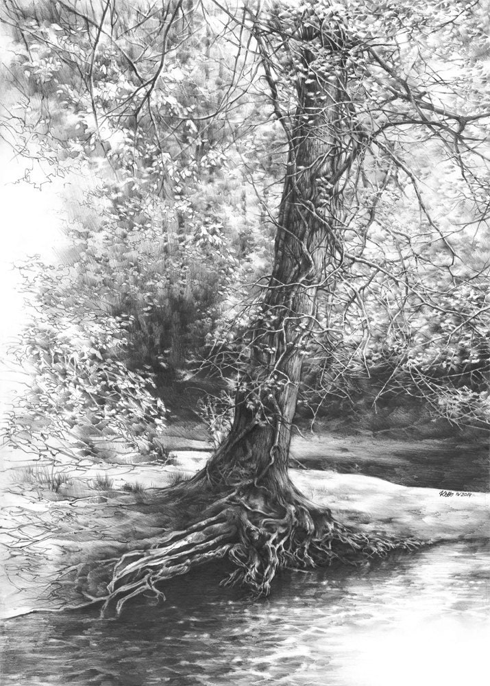 Black & White Tree Sketch
