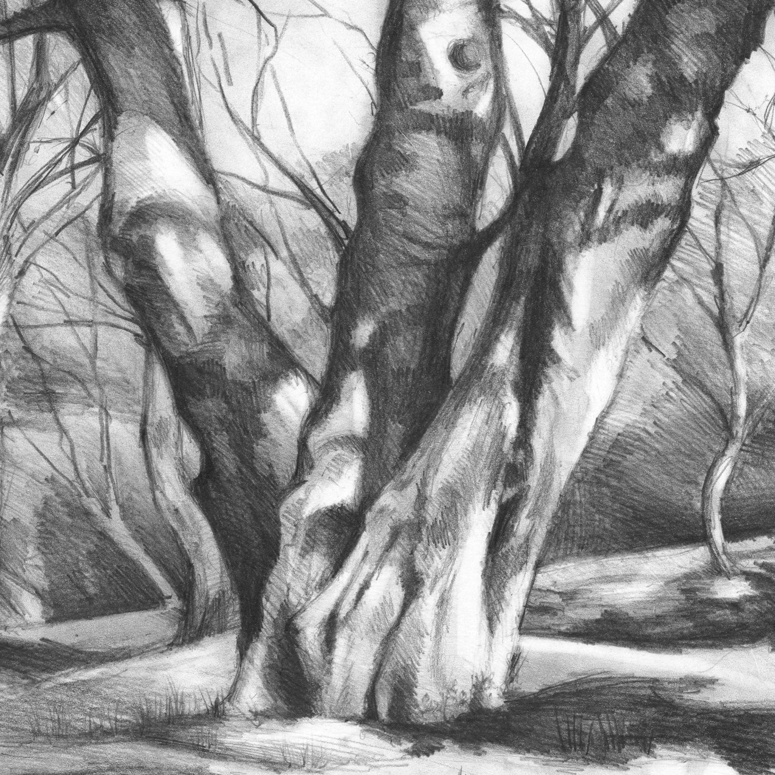 Art PRINT of Original Pencil Trees Drawing by Katarzyna Etsy