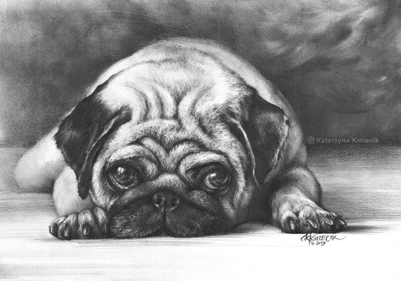 Featured image of post Cute Animal Sketches Realistic - See more ideas about animal sketches, sketches, animals.