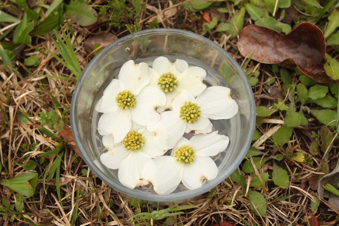 Dogwood Flower Essence Stock Bottle Gentle Repose, Healing From