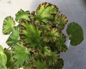 Begonia quot Chantilly Lace