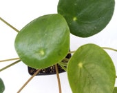 Pilea Peperomioides