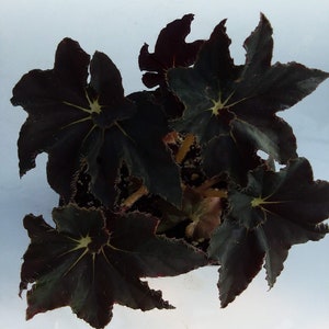 Begonia ‘Black Truffles’