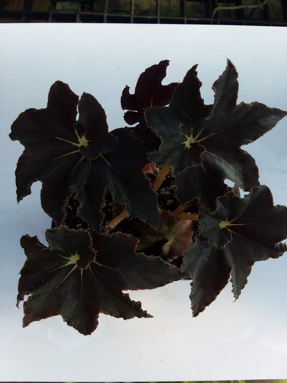 Begonia 'Trufas negras' - Etsy México