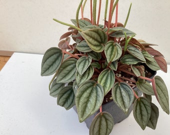 Peperomia ‘Napoli Nights’