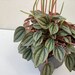 see more listings in the Peperomia section