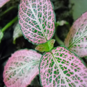Fittonia argyroneura/Pink Nerve Plant  - terrarium/vivarium/houseplant