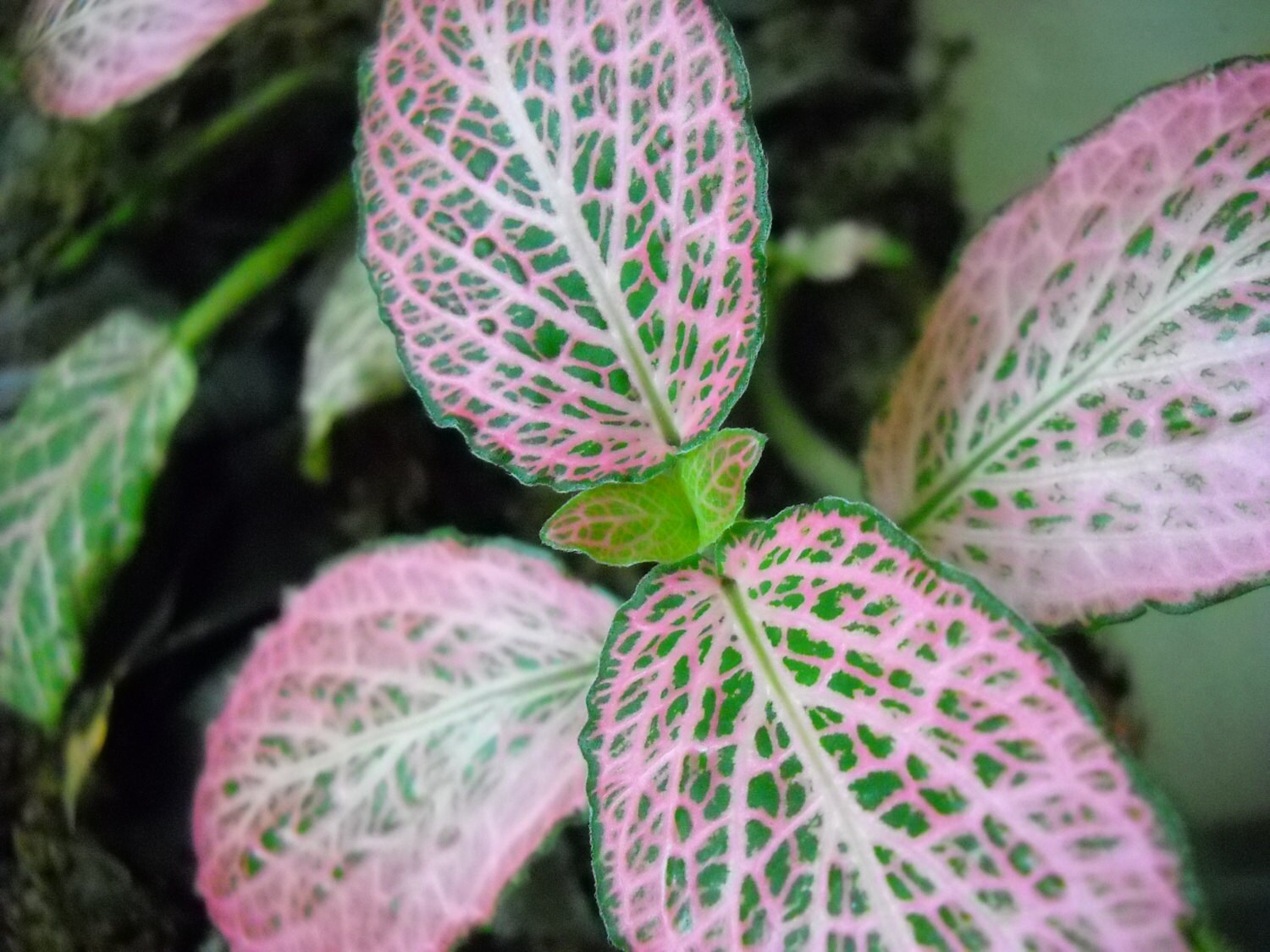 Fittonia Pink Nerve Plant