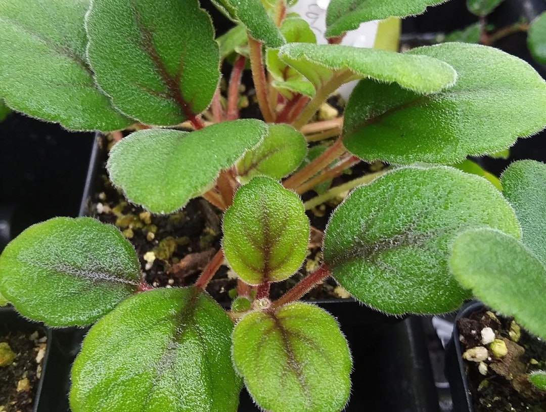 Alsobia Dianthiflora Aka “lace Flower” - Etsy