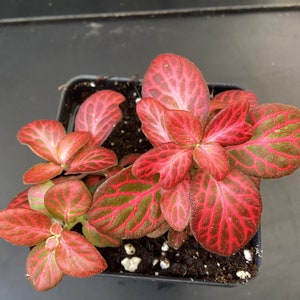 Fittonia Red Special