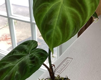 Philodendron verrucosum