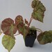 see more listings in the Begonias section