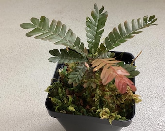 Biophytum sp. Ecuador