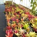 see more listings in the Bromeliads section