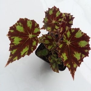 Begonia ‘Robert Shatzer’