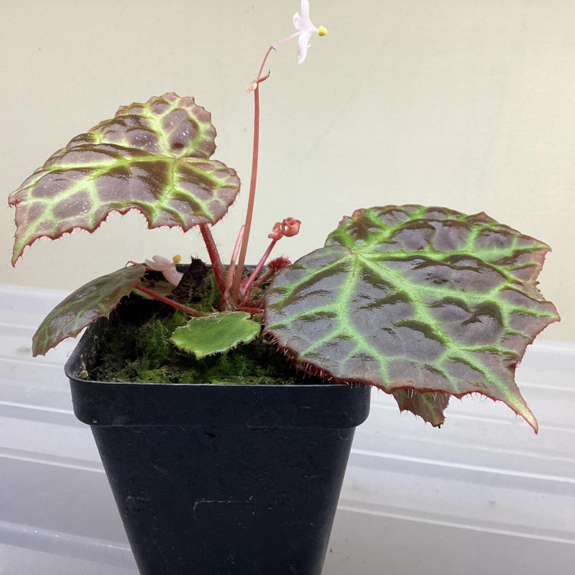 Rajah Begonia - Etsy