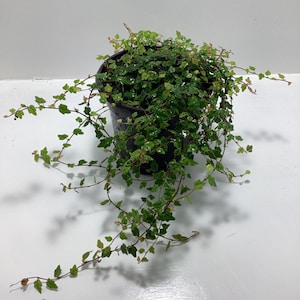 May include: A trailing green creeping fig plant with small, textured, heart-shaped leaves growing in a black plastic nursery pot. The plant features long, thin, flexible stems that cascade over the sides of the container, displaying a mix of light and dark green foliage with some subtle reddish-brown tinges on the newer growth.