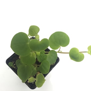 Peperomia ‘Serpens’