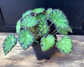 Begonia ‘ Persian Brocade’