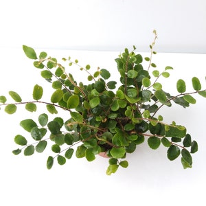 May include: A button fern plant featuring numerous small, rounded, glossy green leaflets arranged along thin, wiry, reddish-brown stems. The plant has a spreading, bushy habit with multiple stems radiating from a central base in a small pot.