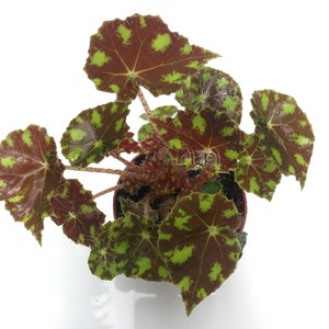 Begonia ‘Little Darling’