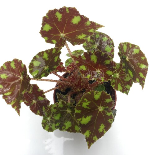 Begonia Little Darling Etsy