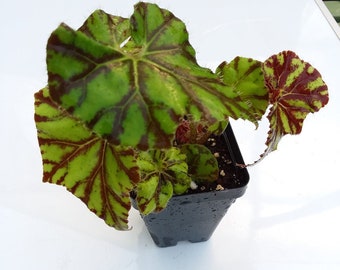 Begonia ‘Zumba’