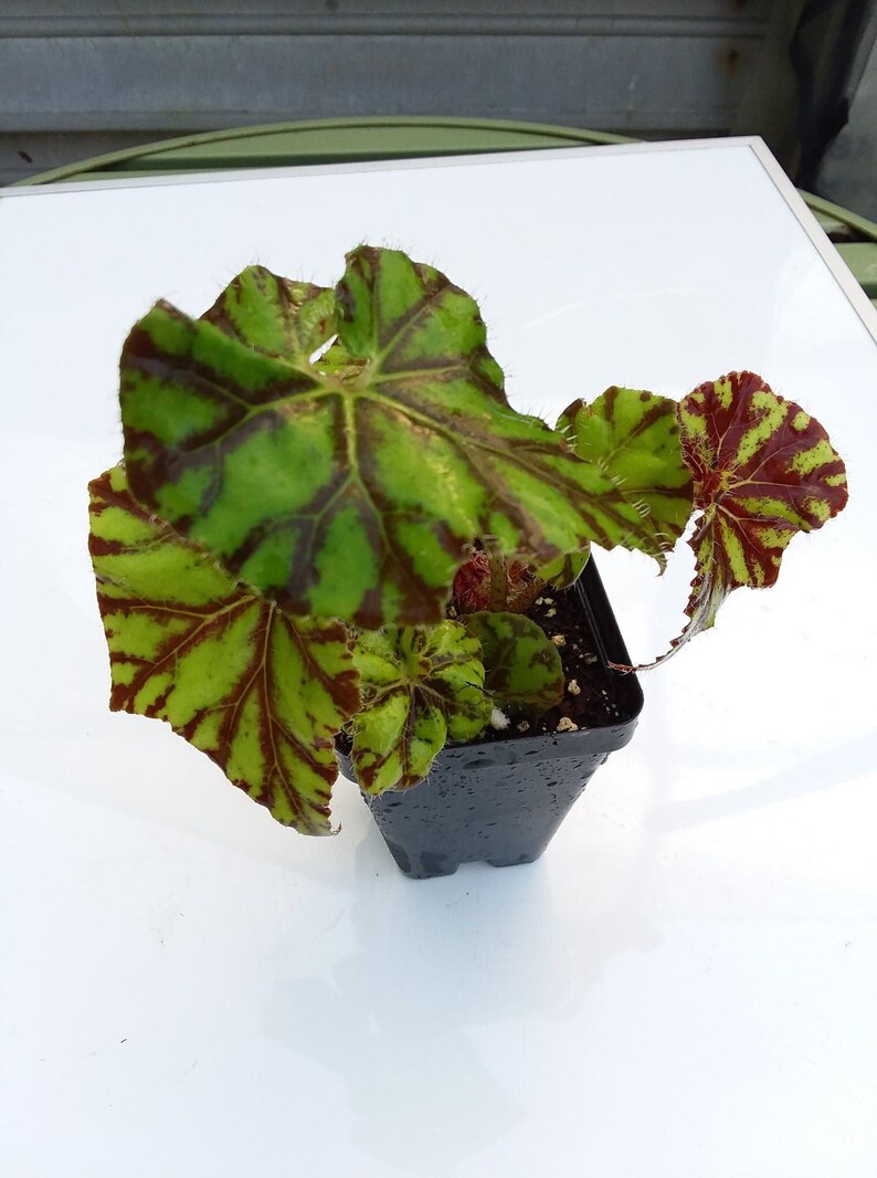 Begonia Zumba image 1