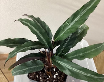 florida ghost pflege Philodendron 