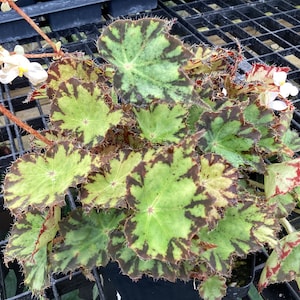 Begonia ‘Arapahoe’