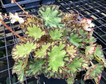 Begonia ‘Arapahoe’