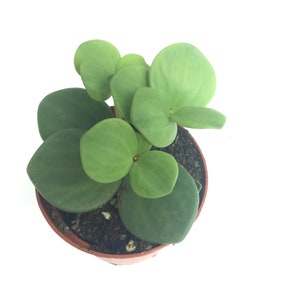 Peperomia tetraphylla aka Hope image 1