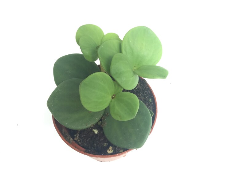 Peperomia tetraphylla aka Hope image 1