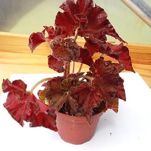 Begonia Peter Piper image 3