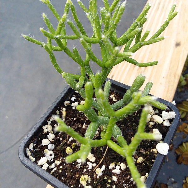 Rhipsalis ‘Mistletoe cactus’