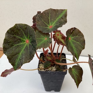 Begonia Boyfriend image 1