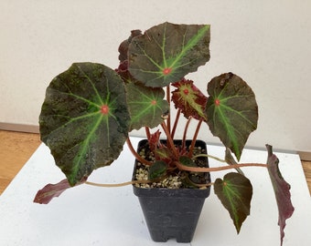 Begonia ‘Boyfriend’