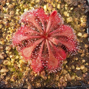 Drosera spatulata