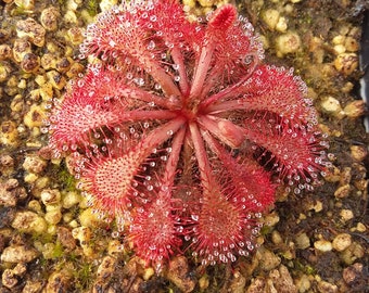 Drosera spatulata