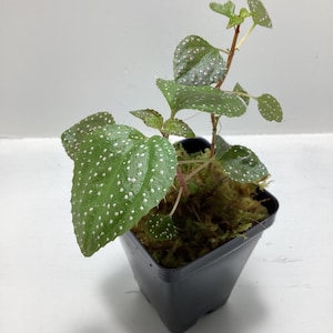 May include: A small potted plant with green, heart-shaped leaves featuring distinct white polka-dot patterns. The plant has thin, reddish stems and is planted in a black square plastic container filled with brown moss substrate.