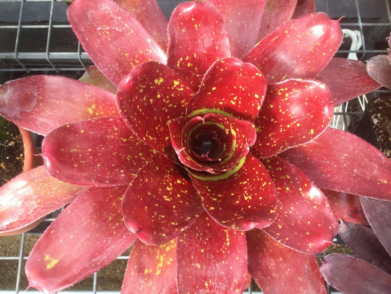 3 pack of Bromeliad pups/growers choice image 7